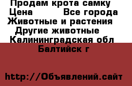 Продам крота самку › Цена ­ 200 - Все города Животные и растения » Другие животные   . Калининградская обл.,Балтийск г.